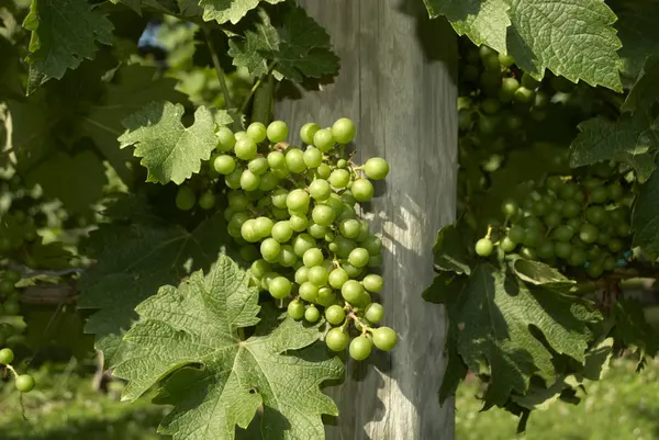 Viñedos de uva Viñedo de vino —  Fotos de Stock