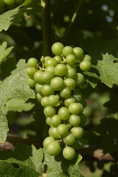 Viñedo vino vidwijnstokken wijn wijngaard — Stockfoto