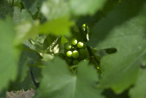 Grape Vines Wine Vineyard — Stock Photo, Image