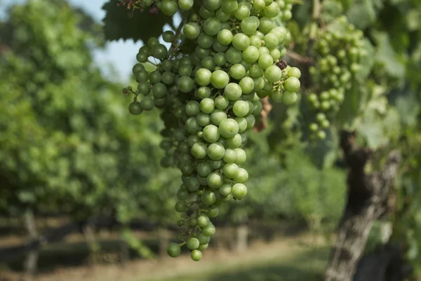 Вина виноградні лози виноградник — стокове фото