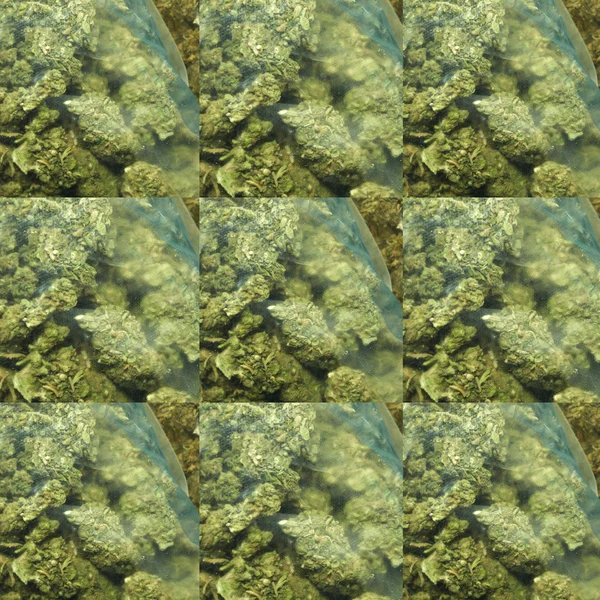 Marihuana — Stockfoto