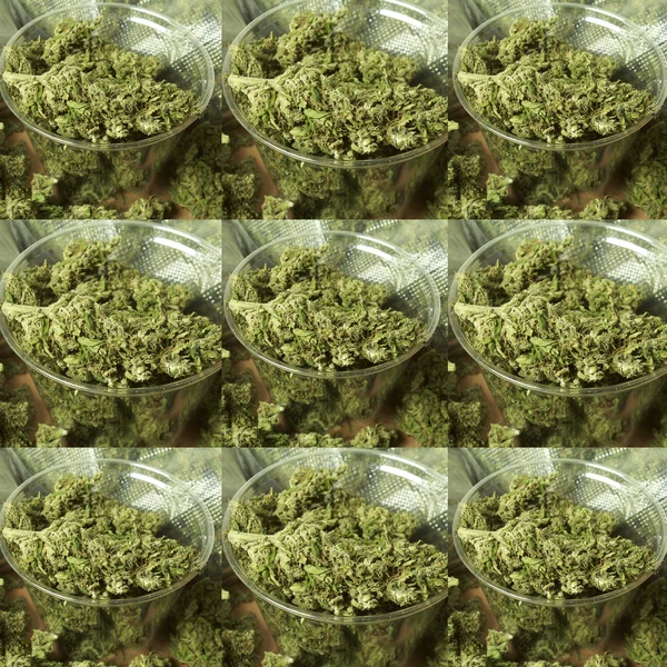 Marihuana — Foto de Stock