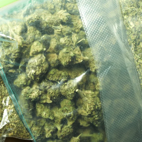 Marihuana — Stockfoto