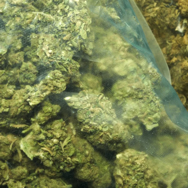 Marijuana — Photo