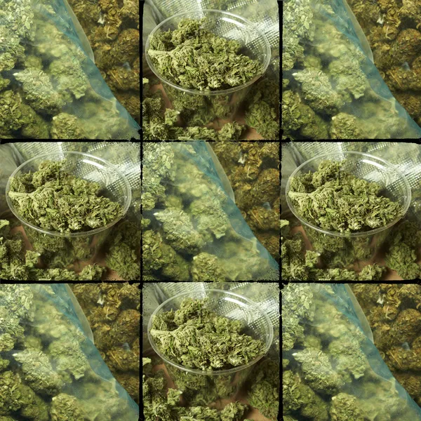 Marihuana — Stock fotografie