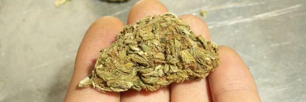 Marihuana Colorado — Foto de Stock