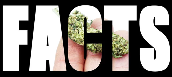 Fakten zu Marihuana und Cannabis — Stockfoto