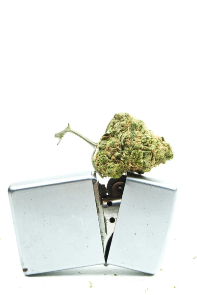 Marijuana Cannabis, White Background — Stock Photo, Image