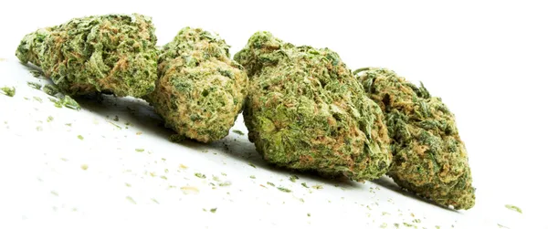 Marihuana a konopí, bílé pozadí — Stock fotografie