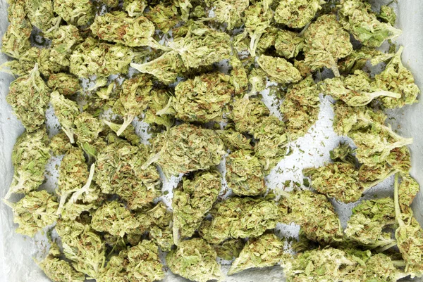 Marihuana — Stockfoto