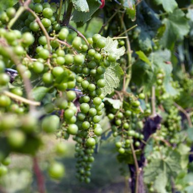 üzüm, üzüm bağı 