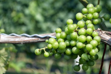 üzüm, üzüm bağı 