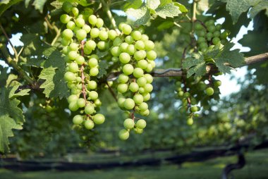 üzüm, üzüm bağı 