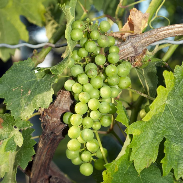 Виноград, виноградник — стокове фото