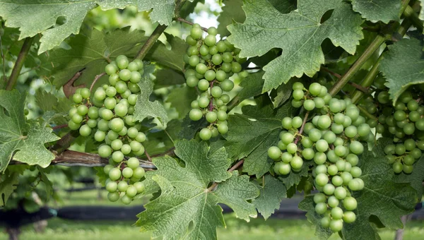 Druiven, wijngaard — Stockfoto