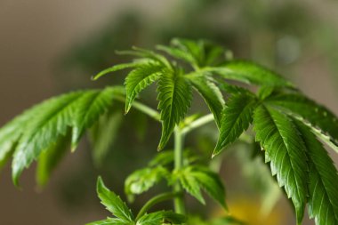 kenevir bitkisinin seçici odağı 