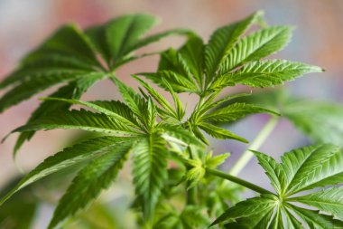 Tıbbi marihuananın yakın plan görüntüsü 