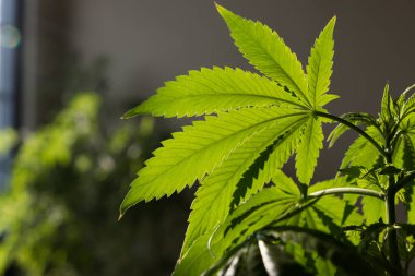 Tıbbi marihuana seçici odak bırakır 