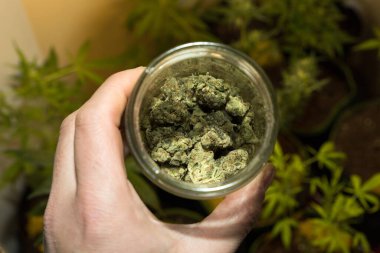 Cam kavanozdaki marihuana tomurcukları, yaklaşın.