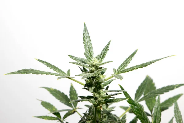 Close Shot Growing Marijuana Plant White Background — 图库照片