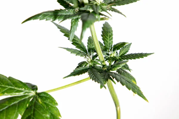 Nahaufnahme Der Wachsenden Marihuana Pflanze Auf Weißem Hintergrund — Stockfoto