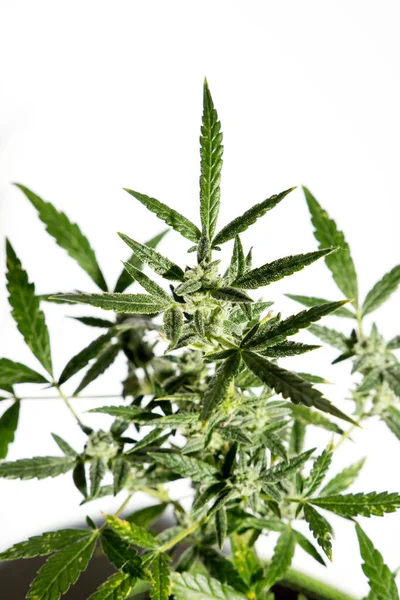 Close Shot Growing Marijuana Plant White Background — Fotografia de Stock