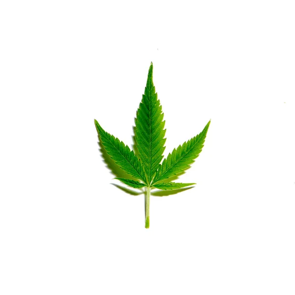 Foglia Cannabis Isolata Sfondo Bianco — Foto Stock