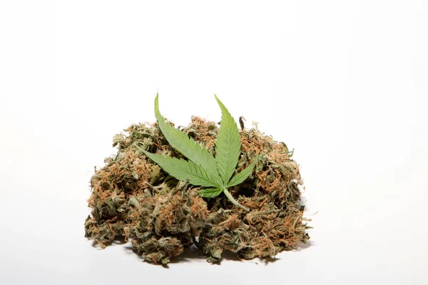 Marijuana Och Cannabis Vit Bakgrund — Stockfoto