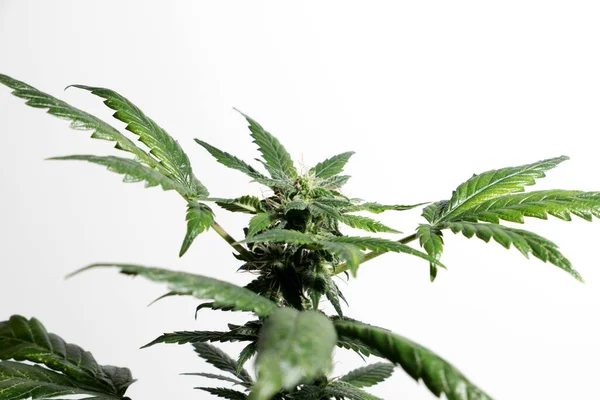 Homegrown Marijuana Cannabis Plants Buds Isolated White Background — Fotografia de Stock