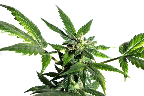 Homegrown Marijuana Cannabis Plants Buds Isolated White Background — Stock Photo, Image