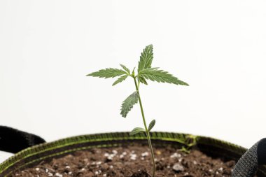  Marijuana seedling in soil, young cannabis plant in pot