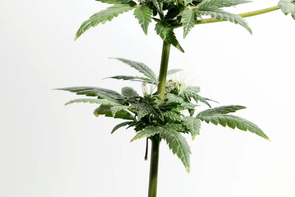 Homegrown Marijuana Cannabis Plants Buds Isolated White Background — Stockfoto