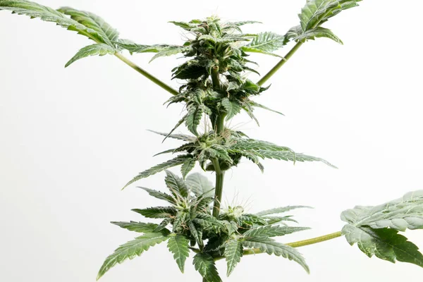 白い背景に孤立した芽を持つ自家栽培のマリファナと大麻植物 — ストック写真