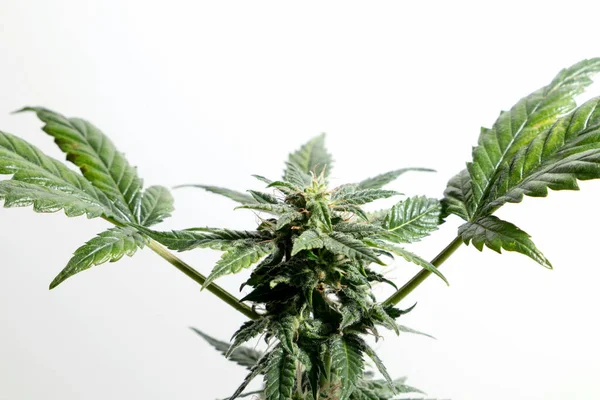 Homegrown Marijuana Cannabis Plants Buds Isolated White Background — Stok fotoğraf