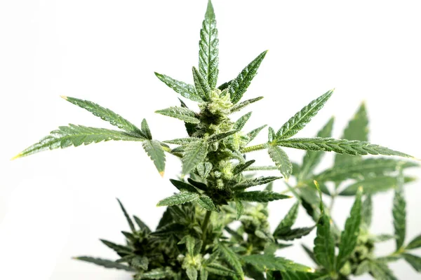 Homegrown Marijuana Cannabis Plants Buds Isolated White Background — 图库照片