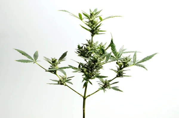 Homegrown Marijuana Cannabis Plants Buds Isolated White Background — Stock fotografie