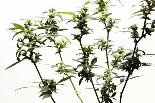 Καλλιεργούμενη Μαριχουάνα Και Φυτά Κάνναβης Μπουμπούκια Απομονωμένα Λευκό Φόντο — Φωτογραφία Αρχείου