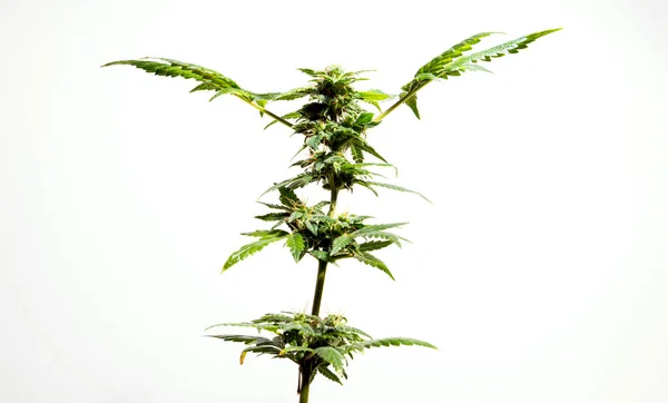 Planta Marihuana Cultivo Cannabis Concepto Crecimiento Médico — Foto de Stock