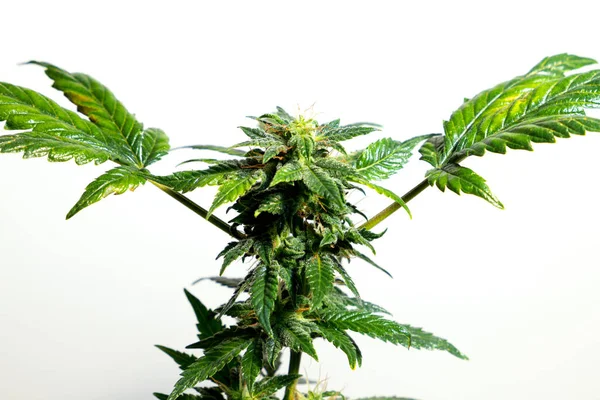 Planta Cannabis Folhas Maconha Cbd — Fotografia de Stock