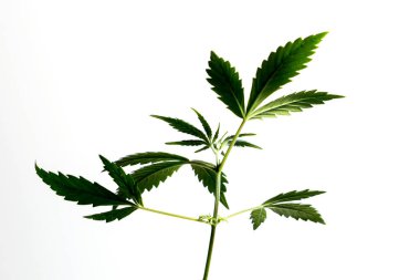 Esrar bitkileri beyaz arka planda izole edilmiş, tarım ve bitkisel tıp konsepti. Yasadışı ilaçlar için alternatif tıp, tıbbi marihuana ilacı, alternatif tıbbı yasallaştırma, bitkisel teknoloji kavramı.