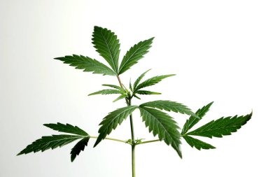 Esrar bitkileri beyaz arka planda izole edilmiş, tarım ve bitkisel tıp konsepti. Yasadışı ilaçlar için alternatif tıp, tıbbi marihuana ilacı, alternatif tıbbı yasallaştırma, bitkisel teknoloji kavramı.