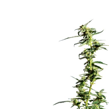 Esrar bitkileri beyaz arka planda izole edilmiş, tarım ve bitkisel tıp konsepti. Yasadışı ilaçlar için alternatif tıp, tıbbi marihuana ilacı, alternatif tıbbı yasallaştırma, bitkisel teknoloji kavramı.