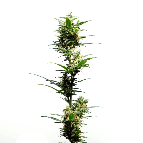 白い背景に隔離された大麻植物農業と漢方薬の概念 違法薬物の代替医療 医療マリファナ医学 代替医療の合法化 ハーブ技術の概念 — ストック写真