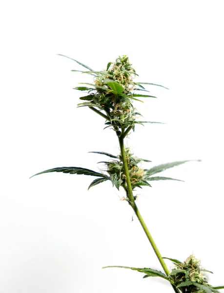 白い背景に隔離された大麻植物農業と漢方薬の概念 違法薬物の代替医療 医療マリファナ医学 代替医療の合法化 ハーブ技術の概念 — ストック写真
