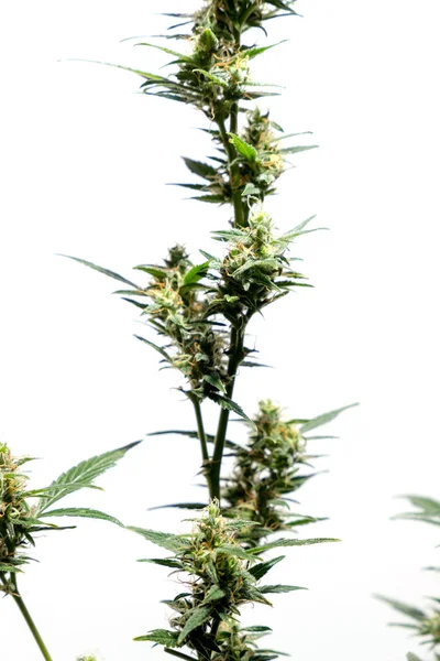 以白色背景 农艺学和草药概念分离的大麻植物 非法药物的替代药物 医用大麻药物 使替代药物合法化 草药技术概念 — 图库照片