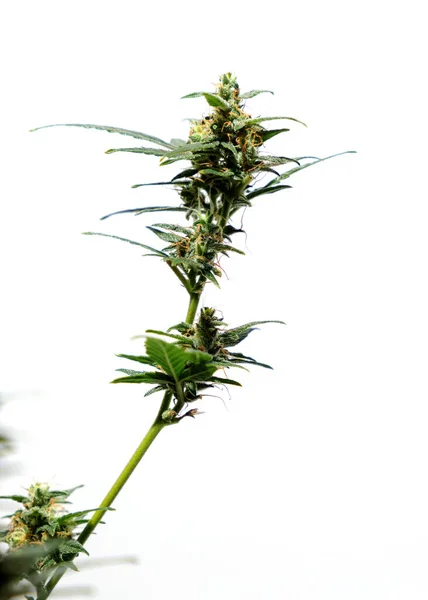 Pianta Cannabis Isolata Sfondo Bianco Agronomia Erboristeria Concetto Medicina Alternativa — Foto Stock