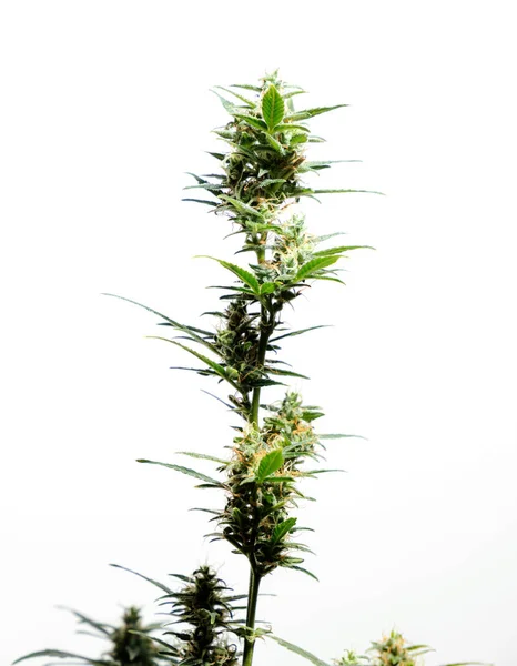 Planta Cannabis Isolado Fundo Branco Agronomia Conceito Fitoterapia Medicina Alternativa — Fotografia de Stock