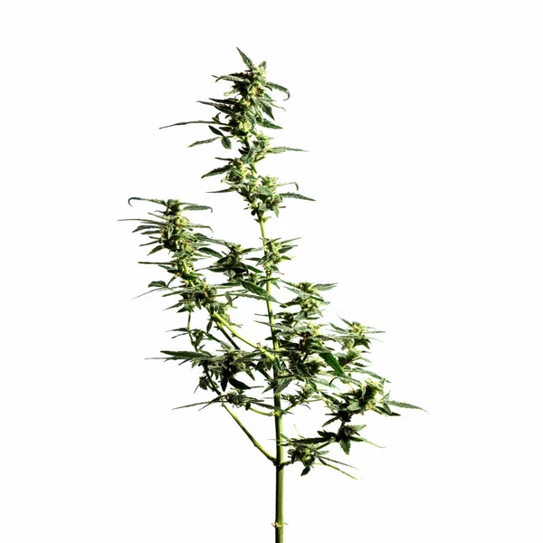 Planta Cannabis Isolado Fundo Branco Agronomia Conceito Fitoterapia Medicina Alternativa — Fotografia de Stock