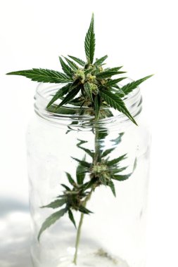 Esrar bitkileri beyaz arka planda izole edilmiş, tarım ve bitkisel tıp konsepti. Yasadışı ilaçlar için alternatif tıp, tıbbi marihuana ilacı, alternatif tıbbı yasallaştırma, bitkisel teknoloji kavramı.