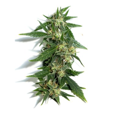 Esrar bitkileri beyaz arka planda izole edilmiş, tarım ve bitkisel tıp konsepti. Yasadışı ilaçlar için alternatif tıp, tıbbi marihuana ilacı, alternatif tıbbı yasallaştırma, bitkisel teknoloji kavramı.